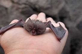 Image result for Fruit Bat Species