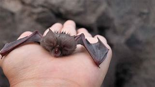 Image result for New Mexico Bat Species