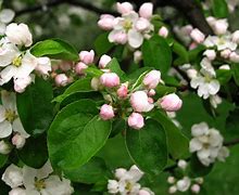 Image result for Malus domestica President Roulin
