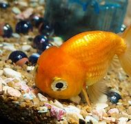 Image result for 1 Gallon Fish Tank