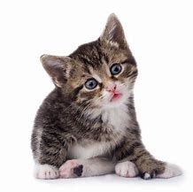 Image result for Kitten with White Background