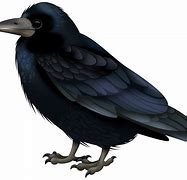 Image result for Primitive Black Crow Clip Art