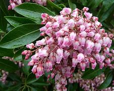 Image result for Pieris japonica Valley Rose