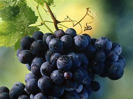 Image result for Best Fungicide for Black Rot On Grapes