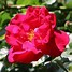 Image result for Rosa Flammentanz (r)