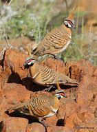 Image result for Geophaps Columbidae