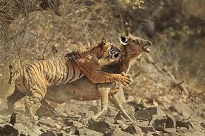 Image result for Tiger Hunting Sambar Deer
