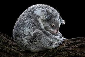 Image result for Sad Koala