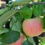Image result for Peachy Red Apple