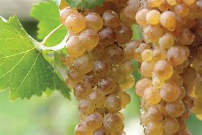 Image result for Orange Wine Grapes