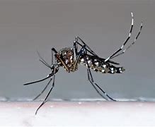 Image result for GM Mosquitoes