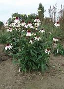 Afbeeldingsresultaten voor Echinacea purpurea JS White Prairie