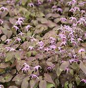 Image result for Epimedium Pretty in Pink