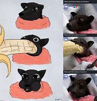 Image result for Adorable Bat Meme