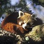 Image result for WWF Red Panda