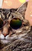 Image result for Cool Cat Sunglasses