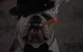 Image result for Walter as a Gangster Dog
