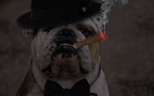 Image result for Gangster Dog