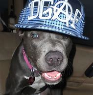 Image result for Gangster Dog Neon Purple