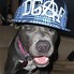 Image result for Gangster with Muzzled Dog