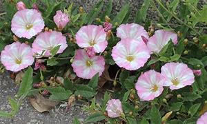 Image result for altabaquillo