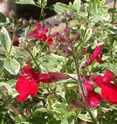 Image result for Salvia microphylla Caramba
