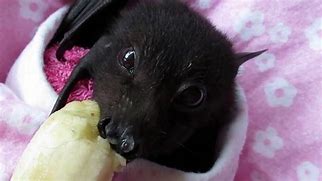 Image result for Baby Bat Banana