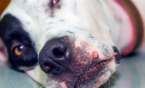 Image result for Dogs to Human Papillomavirus