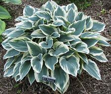 Image result for Hosta El Nino ®