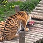 Image result for Tiger Kills Keeper