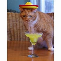 Image result for Margarita Cat Meme