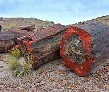 Image result for Petrified Cedar Wood