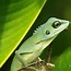 Image result for Yellow-Green Lizard