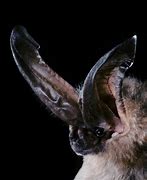 Image result for Big Ear Bat