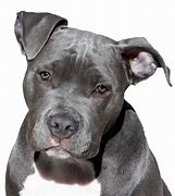 Image result for Big Pit Bull Dogs