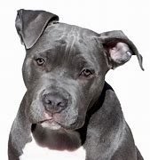 Image result for Pitbull Dog White/Brown