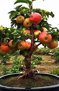 Image result for Dwarf Apple Tree with Fruit