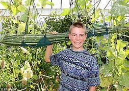 Image result for World's Largest Cucumber