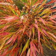 Image result for Hakonechloa macra