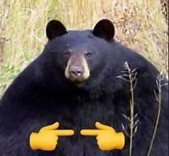Image result for Round Bear Meme