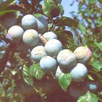 Image result for Prunus domestica Reine Claude de Bavay