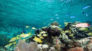 Image result for Bahamas Exuma Ocean Life