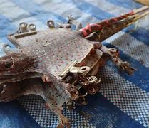 Image result for Thai Gecko