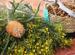 Image result for Plants Indigenous to Upington