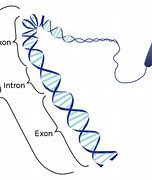 Image result for Intron Y Exon