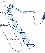 Image result for Central Rule Intron-Exon