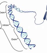 Image result for What Is Exon