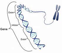 Image result for Example of Exons