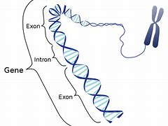 Image result for What Are Introns and Exons