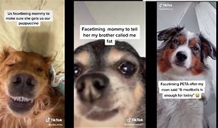 Image result for iPhone FaceTime Dog